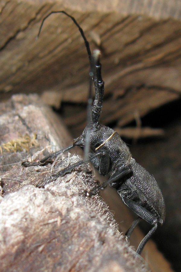 Morimus asper (Cerambycidae, Lamiinae)